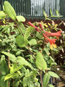 Lonicera mix / 2 Ltr, single cane (Assorted) - image 2