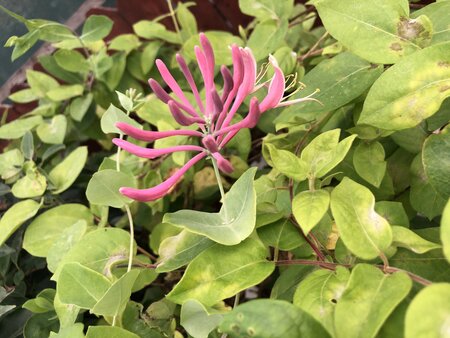 Lonicera mix / 2 Ltr, single cane (Assorted) - image 3