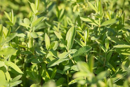 Lonicera nit.elegant - image 1