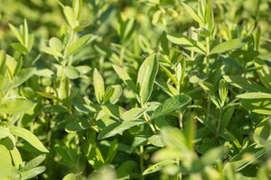 Lonicera nit.elegant