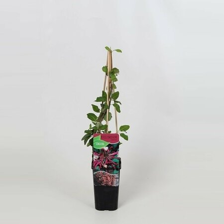 Lonicera pericl. 'Serotina'  2 Ltr, 4 canes