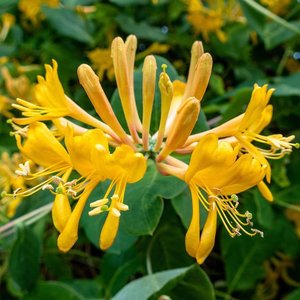 LONICERA TELLMANIANA