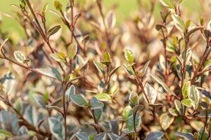 LOPHOMYRTUS R. GOLDEN DRAGON