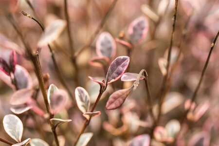 Lophomyrtus X Ralphii 'Red Dragon'