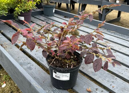 LOROPETALUM C. RUBY SNOW