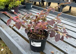 LOROPETALUM C. RUBY SNOW