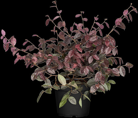 LOROPETALUM C. RUBY SNOW
