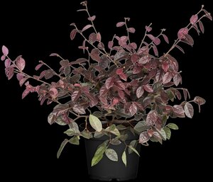 LOROPETALUM C. RUBY SNOW