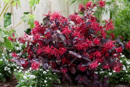 Loropetalum chin. 'Ever Red'®