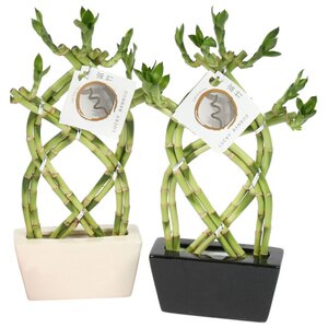 Lucky Bamboo / 14 cm ceramic pot