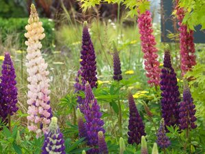 LUPINS IN VARIETIES