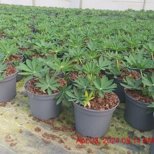 LUPINUS Desert Sun