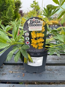 LUPINUS Desert Sun