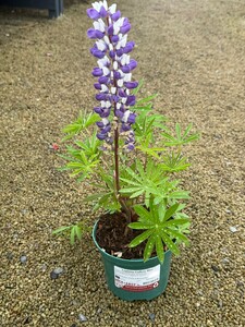 Lupinus Gallery Blue - image 2