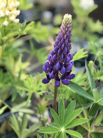 Lupinus Gallery Blue - image 2