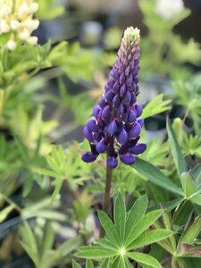 Lupinus Gallery Blue - image 2