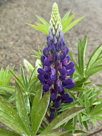 Lupinus Gallery Blue - image 1