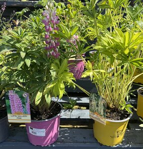 LUPINUS GALLERY MIX VARIETIES