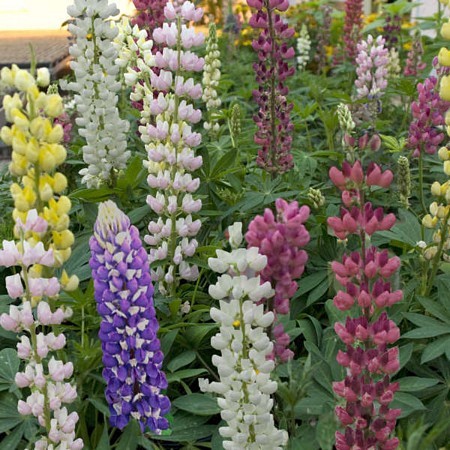 LUPINUS GALLERY MIX VARIETIES