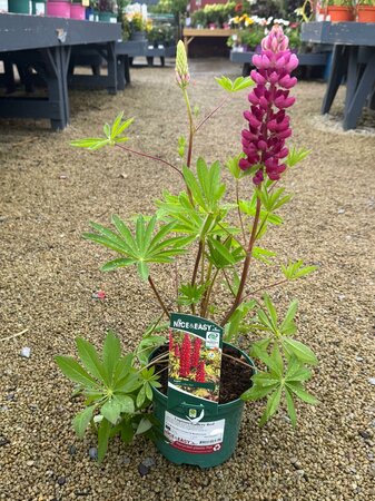 Lupinus Gallery Red