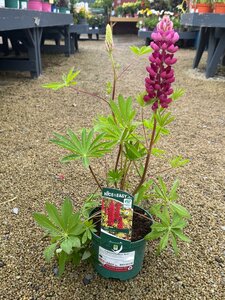 Lupinus Gallery Red
