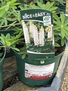 Lupinus Gallery White - image 1