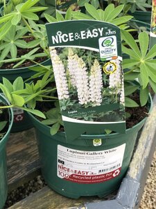 Lupinus Gallery White