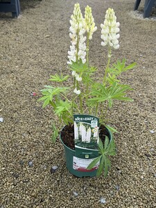 Lupinus Gallery White