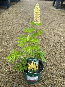 Lupinus Gallery Yellow