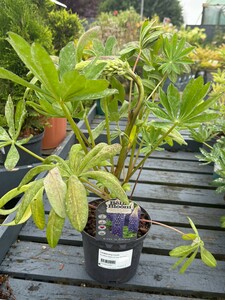 LUPINUS King Canute