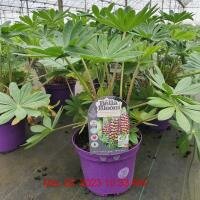 LUPINUS WC Magic Lantern