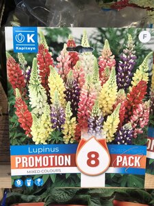 PROMO LUPINUS MIXED