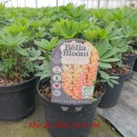LUPINUS Tequila Flame