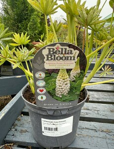 LUPINUS WC Polar Princess