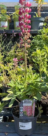 LUPINUS WC Rachel de Thame - image 2