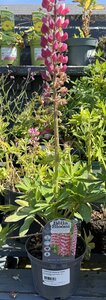 LUPINUS WC Rachel de Thame - image 2