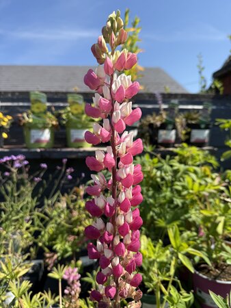 LUPINUS WC Rachel de Thame - image 1