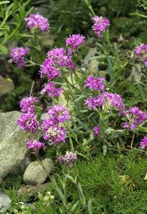 Lychnis alpina