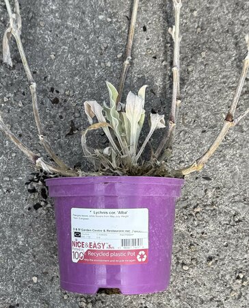 Lychnis cor. 'Alba'