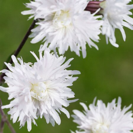 Lychnis 'Petit Henri' ®