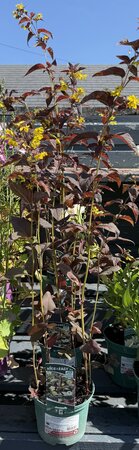 Lysimachia cil. 'Firecracker' - image 2
