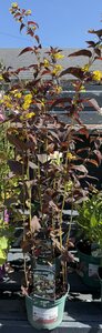 Lysimachia cil. 'Firecracker' - image 2