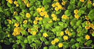 Lysimachia Nummularia Gold