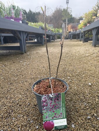 MAGNOLIA BLACK TULIP