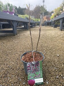 MAGNOLIA BLACK TULIP