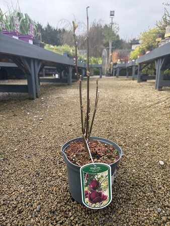 MAGNOLIA GENIE