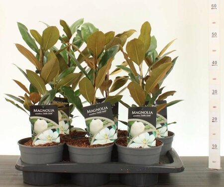 Magnolia grand. 'Little Gem'  2 Ltr pot