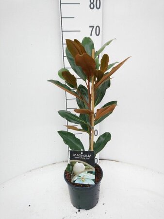 Magnolia grandiflora 'Little Gem'