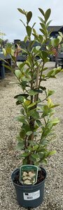 MAGNOLIA L. FAIRY HONEY VELVET
