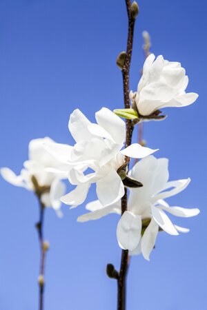 MAGNOLIA LOEB. MERRILL